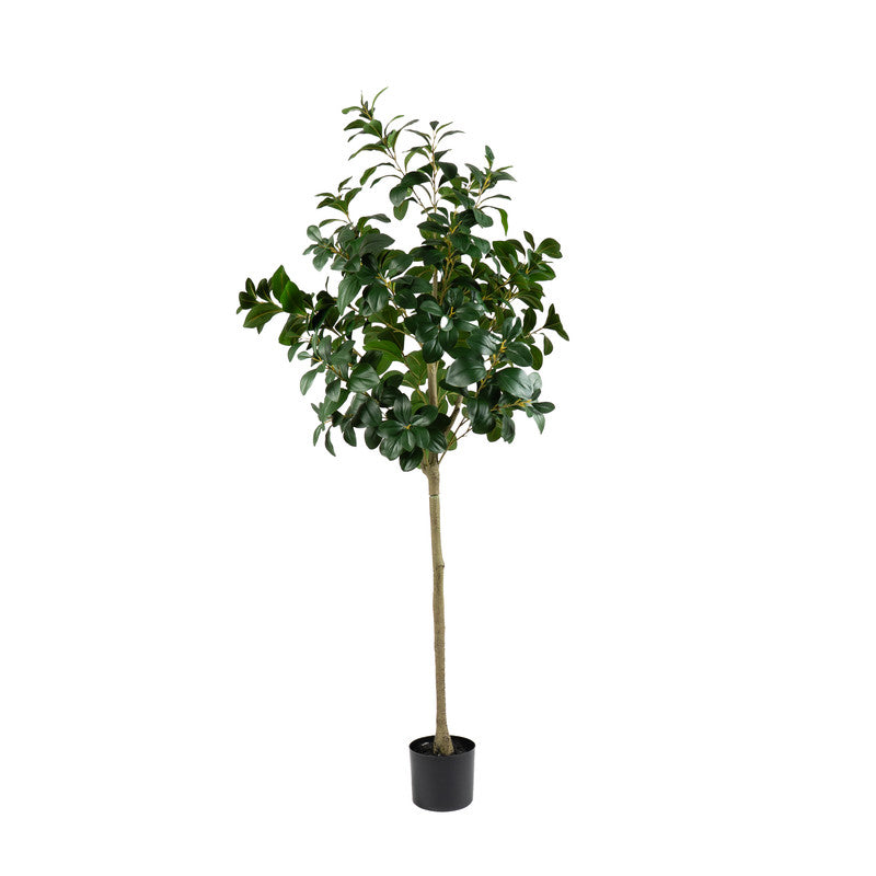 160cm Artificial Peperomia Tree